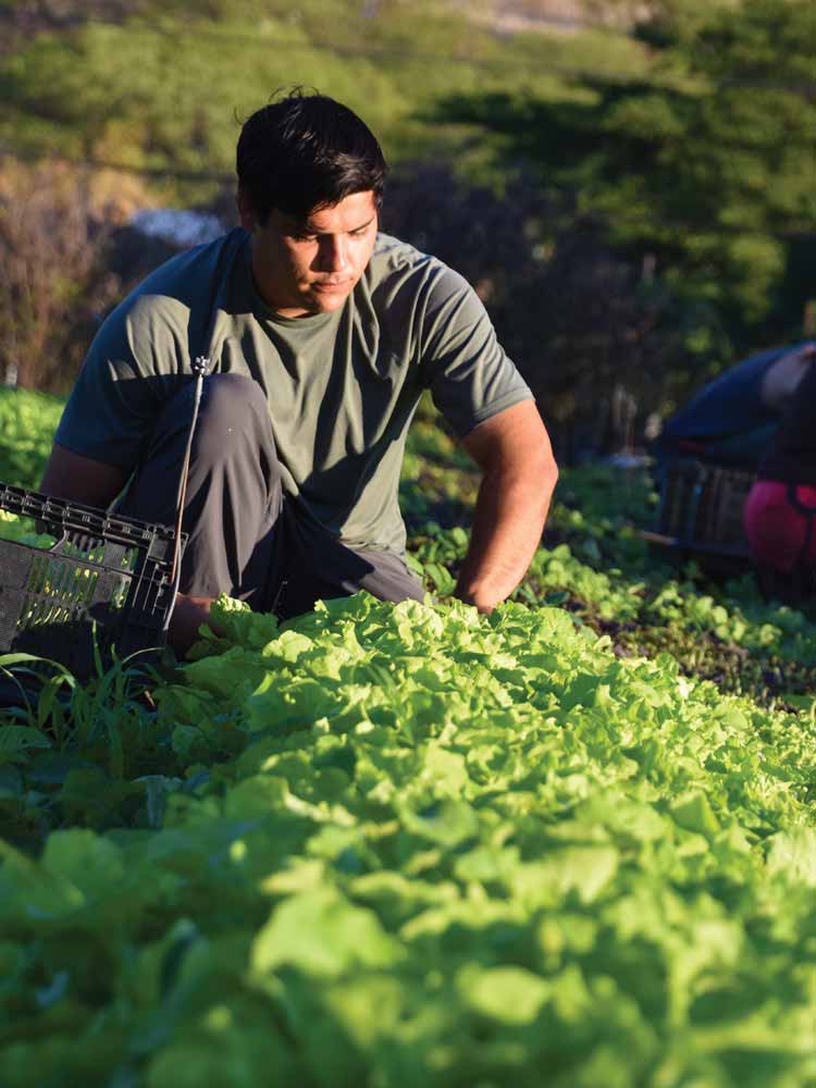 A man crouches attentively as he harvests lettuce in a sunlit field.