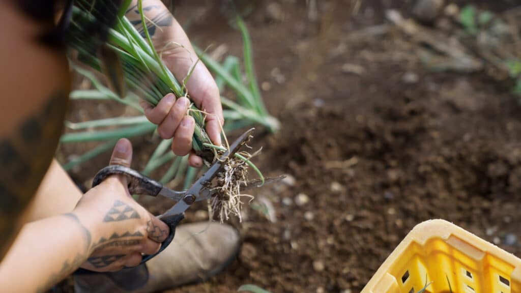 A close-up of a person's hands cutting green onions with scissors over a crate, with a focus on the fresh produce and the work being done.